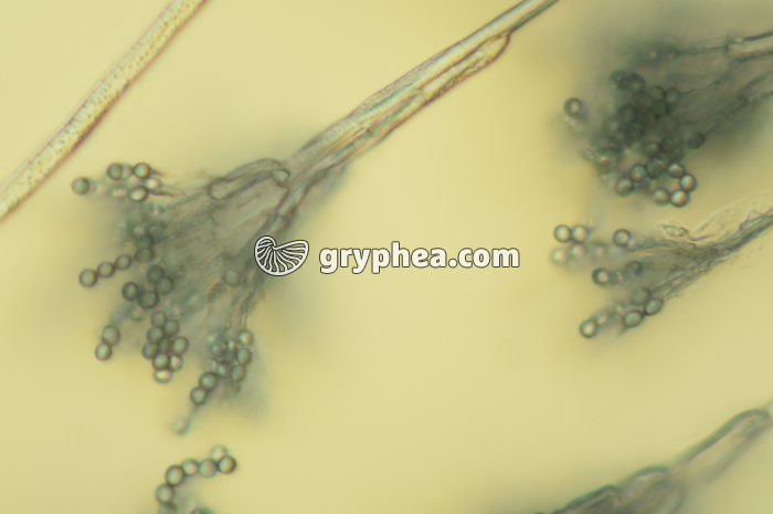 Penicillium - Conidiophore et conidies  x160 - gryphea.com